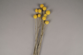 x256ab Yellow natural dried craspedia H55cm