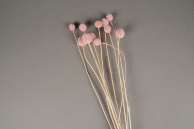 x257ab Light pink preserved craspedia H55cm