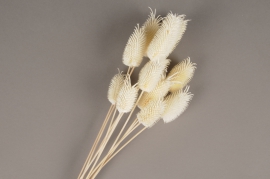x260ab White dried mixed mini thistle H40cm