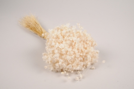 x285ab Dried white glixia H30cm 