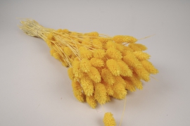 x289ab Yellow dried phalaris H55cm
