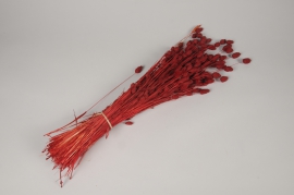 x290ab Red dried phalaris H65cm
