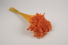 x296ab Orange dried hill flower H45cm