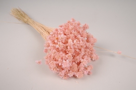 x297ab Pink dried hill flower H50cm