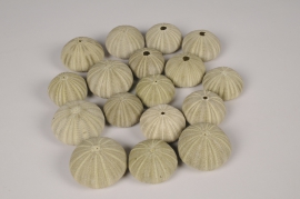 x310wg Green sea urchin shells D5cm