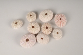 x311wg Pink sea urchin shells