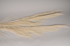x312ab Whitened dried pampas grass UVA H184cm