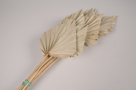 x314ab Natural dried palm spear H55cm