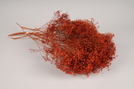 x328ab Orange dried broom bloom H55cm