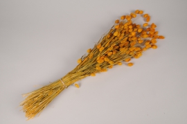 x329ab Phalaris séché ocre H70cm