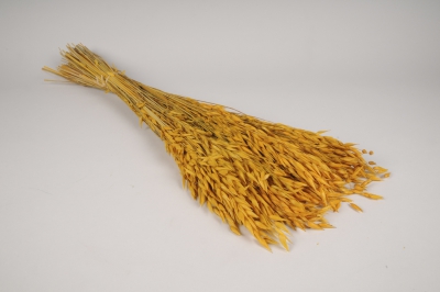 x335ab Avoine s�ch�e ocre H72cm