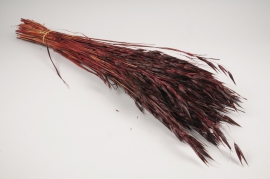 x338ab Red dried oats H70cm
