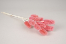 x357ab Pink dried thistle H40cm