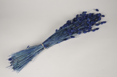 x369ab Phalaris s�ch� bleu H70cm