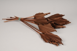 x373ab Brown dried palm spear H58cm