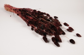 x378ab Phalaris séché bordeaux H70cm