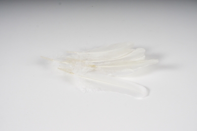 x379wg Bag of 10 white goose feathers H15cm