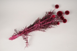 x386ab Fuchsia pink preserved echinops H80cm
