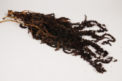 x396ab Brown preserved Amaranthus Caudatus L75cm