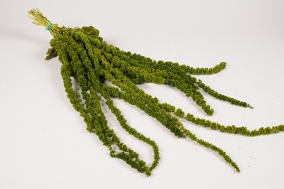 x399ab Amaranthe Caudatus pr�serv�e verte L75cm