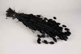 x406ab Black dried phalaris H68cm