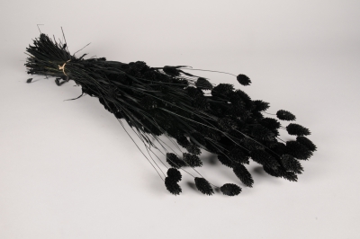 x406ab Phalaris s�ch� noir H68cm