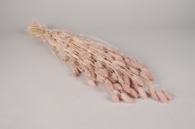 x408ab Phalaris s�ch� rose poudr� H70cm