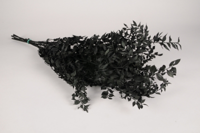 x411ab Ruscus pr�serv� noir H75cm