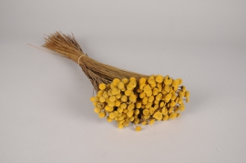 x412ab Yellow dried botao H50cm 