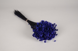 x414ab Glixia séché bleu violet H43cm