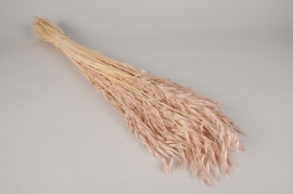 x418ab Light pink dried oats H76cm