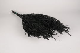 x420ab Black stabilized fern H80cm