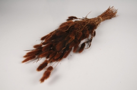 x437ab Brown dried lagurus H70cm
