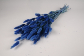 x438ab Blue dried lagurus H70cm