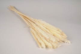 x451ab Bleached dried gyneriums H74cm