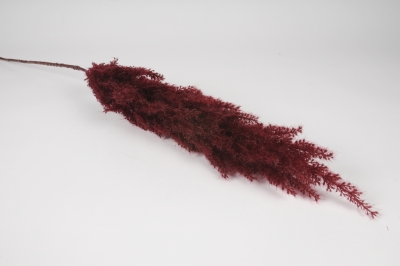 x453am Astilbe artificielle bordeaux H95cm