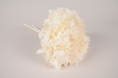 x454ab Hortensia pr�serv� blanc H30cm
