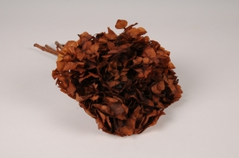 x458ab Brown preserved hydrangea H34cm