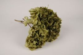 x464ab Green preserved hydrangea H36cm