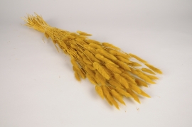 x469ab Dark yellow dried lagurus H67cm