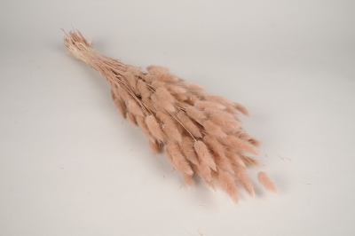 x470ab Pink dried lagurus H65cm