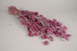 x473ab Pink dried phalaris H70cm