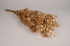 x475ab Gold preserved ruscus H70cm