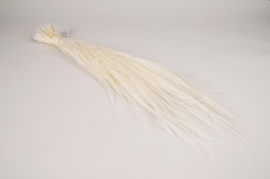 x477ab Whitened dried barba H65cm