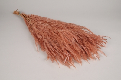 x478ab Foug�re stabilis�e rose saumon� H78cm