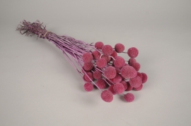 x479ab Dark pink preserved craspedia H62cm