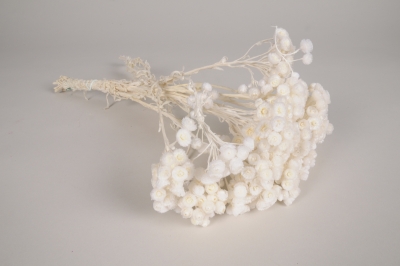 x485ab White dried strawflower H40cm