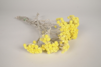 x486ab Yellow dried strawflower H40cm