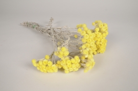 x486ab Yellow dried strawflower H40cm