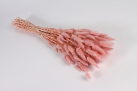x502ab Light pink dried lagurus H70cm